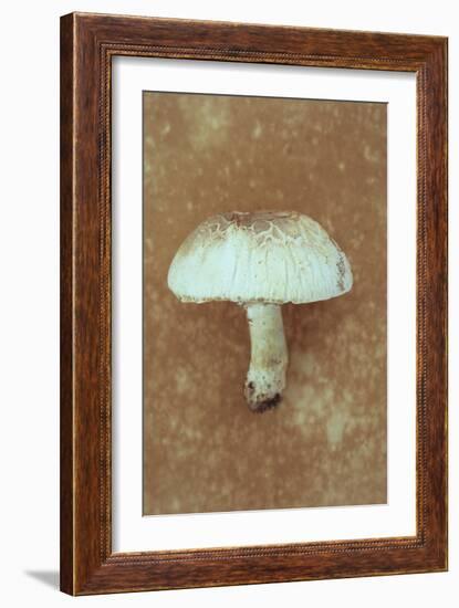 Field Mushroom-Den Reader-Framed Photographic Print