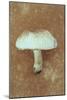 Field Mushroom-Den Reader-Mounted Photographic Print