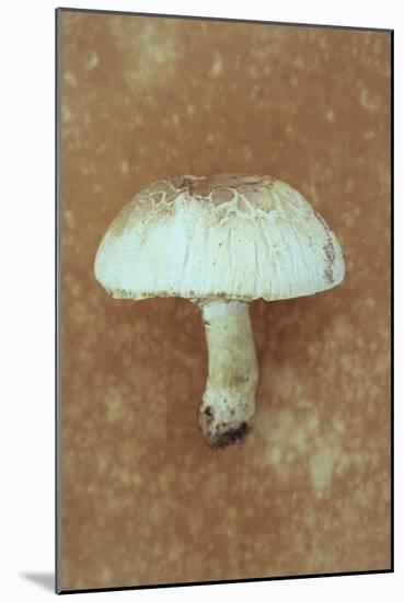 Field Mushroom-Den Reader-Mounted Photographic Print