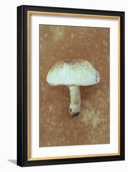 Field Mushroom-Den Reader-Framed Photographic Print