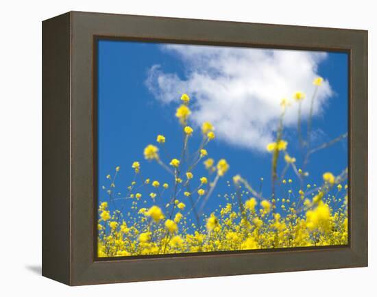 Field Mustard, Brassica Campestris, Lafayette Reservoir, Lafayette, California, Usa-Paul Colangelo-Framed Premier Image Canvas