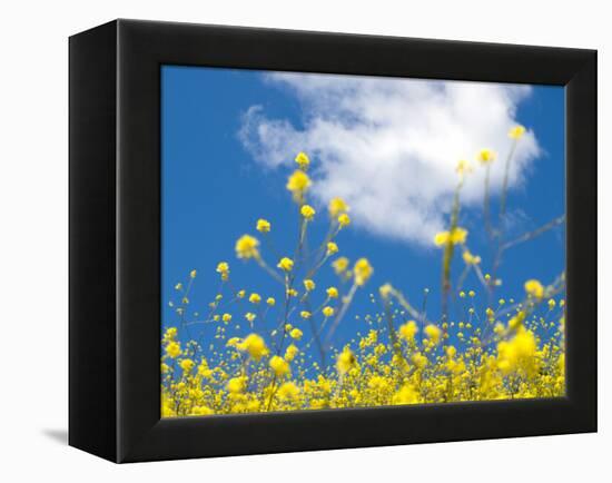 Field Mustard, Brassica Campestris, Lafayette Reservoir, Lafayette, California, Usa-Paul Colangelo-Framed Premier Image Canvas