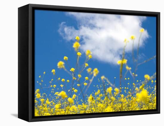 Field Mustard, Brassica Campestris, Lafayette Reservoir, Lafayette, California, Usa-Paul Colangelo-Framed Premier Image Canvas