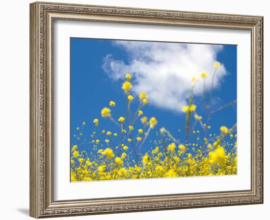 Field Mustard, Brassica Campestris, Lafayette Reservoir, Lafayette, California, Usa-Paul Colangelo-Framed Photographic Print