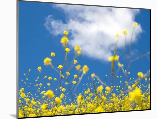 Field Mustard, Brassica Campestris, Lafayette Reservoir, Lafayette, California, Usa-Paul Colangelo-Mounted Photographic Print