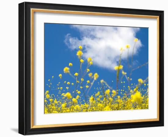 Field Mustard, Brassica Campestris, Lafayette Reservoir, Lafayette, California, Usa-Paul Colangelo-Framed Photographic Print