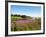 Field Near Lakeville, Prince Edward Island, Canada, North America-Michael DeFreitas-Framed Photographic Print