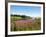 Field Near Lakeville, Prince Edward Island, Canada, North America-Michael DeFreitas-Framed Photographic Print