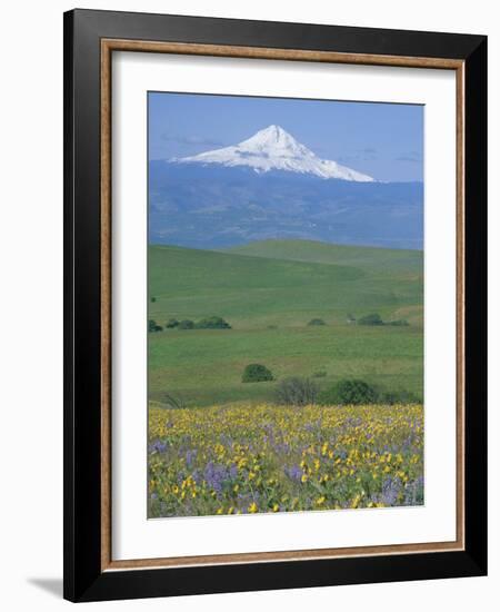 Field of Arrowleaf Balsamroot and Lupine, Washington, USA-Janis Miglavs-Framed Photographic Print