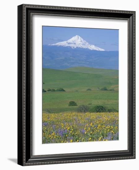 Field of Arrowleaf Balsamroot and Lupine, Washington, USA-Janis Miglavs-Framed Photographic Print