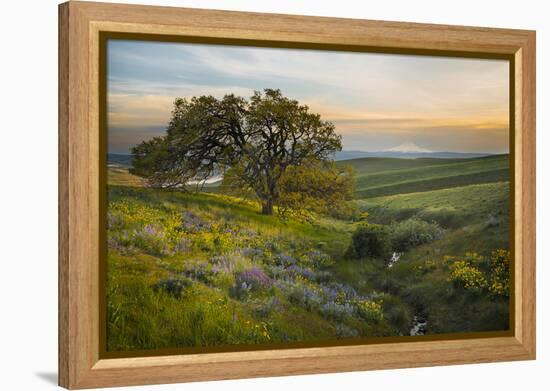 Field of Arrowleaf Balsamroot, Lupine and an Oak Tree at Columbia Hills State Park, Mt. Hood-Gary Luhm-Framed Premier Image Canvas