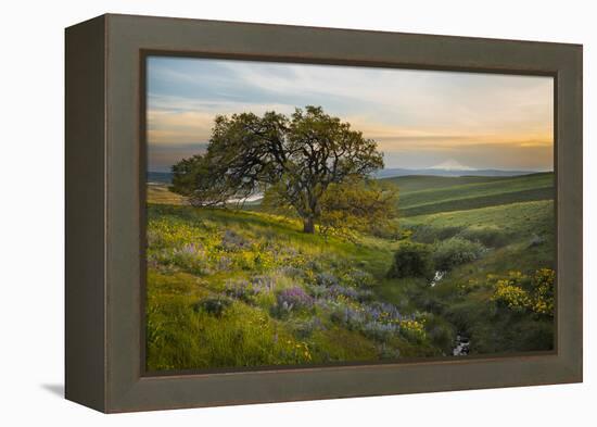 Field of Arrowleaf Balsamroot, Lupine and an Oak Tree at Columbia Hills State Park, Mt. Hood-Gary Luhm-Framed Premier Image Canvas