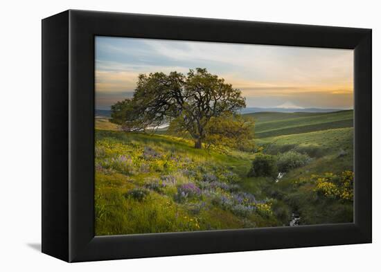 Field of Arrowleaf Balsamroot, Lupine and an Oak Tree at Columbia Hills State Park, Mt. Hood-Gary Luhm-Framed Premier Image Canvas