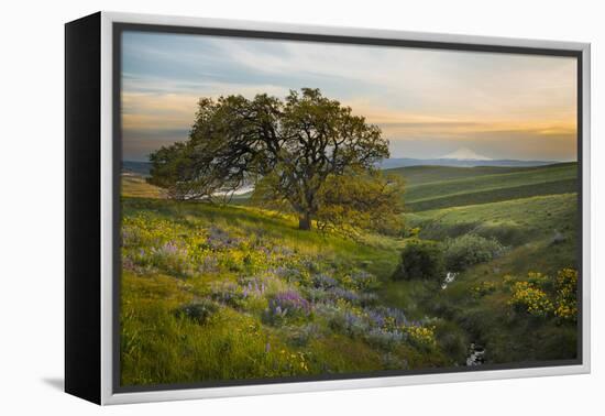 Field of Arrowleaf Balsamroot, Lupine and an Oak Tree at Columbia Hills State Park, Mt. Hood-Gary Luhm-Framed Premier Image Canvas