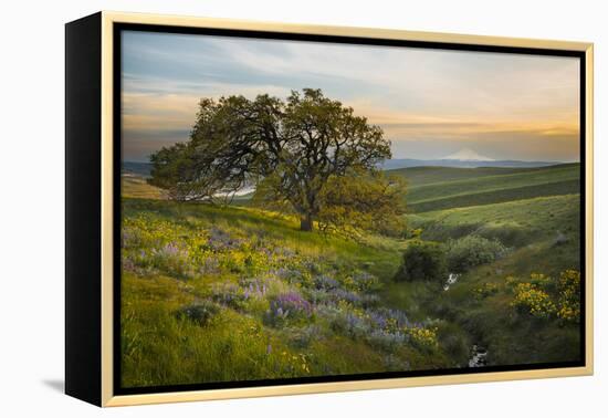 Field of Arrowleaf Balsamroot, Lupine and an Oak Tree at Columbia Hills State Park, Mt. Hood-Gary Luhm-Framed Premier Image Canvas