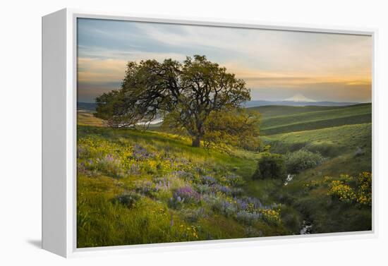 Field of Arrowleaf Balsamroot, Lupine and an Oak Tree at Columbia Hills State Park, Mt. Hood-Gary Luhm-Framed Premier Image Canvas