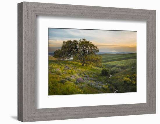 Field of Arrowleaf Balsamroot, Lupine and an Oak Tree at Columbia Hills State Park, Mt. Hood-Gary Luhm-Framed Photographic Print