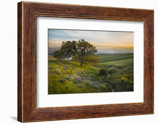 Field of Arrowleaf Balsamroot, Lupine and an Oak Tree at Columbia Hills State Park, Mt. Hood-Gary Luhm-Framed Photographic Print