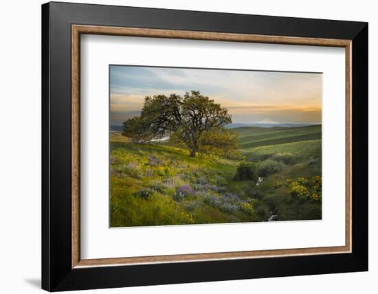 Field of Arrowleaf Balsamroot, Lupine and an Oak Tree at Columbia Hills State Park, Mt. Hood-Gary Luhm-Framed Photographic Print