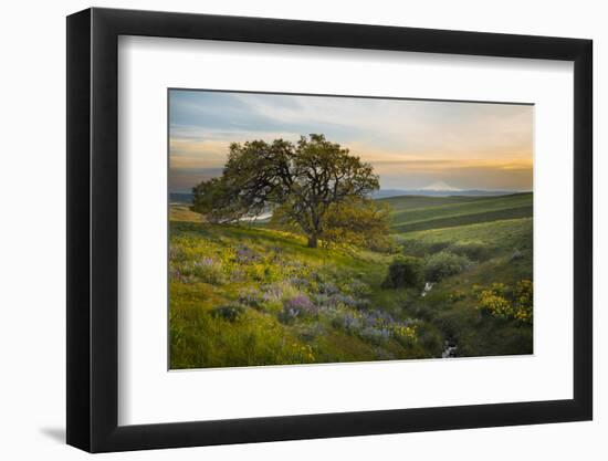 Field of Arrowleaf Balsamroot, Lupine and an Oak Tree at Columbia Hills State Park, Mt. Hood-Gary Luhm-Framed Photographic Print