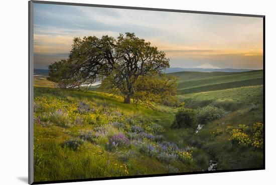 Field of Arrowleaf Balsamroot, Lupine and an Oak Tree at Columbia Hills State Park, Mt. Hood-Gary Luhm-Mounted Photographic Print