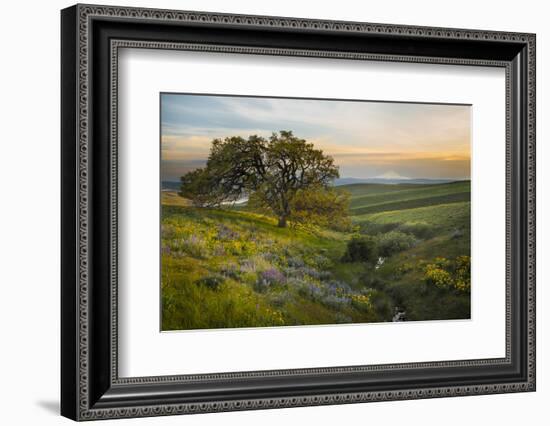 Field of Arrowleaf Balsamroot, Lupine and an Oak Tree at Columbia Hills State Park, Mt. Hood-Gary Luhm-Framed Photographic Print