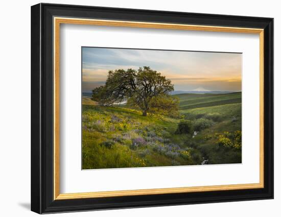 Field of Arrowleaf Balsamroot, Lupine and an Oak Tree at Columbia Hills State Park, Mt. Hood-Gary Luhm-Framed Photographic Print