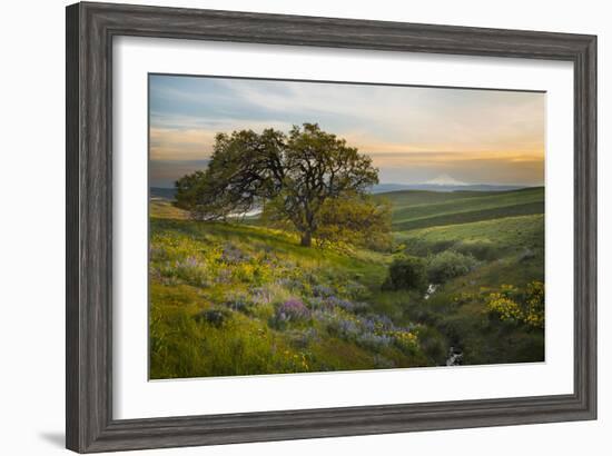 Field of Arrowleaf Balsamroot, Lupine and an Oak Tree at Columbia Hills State Park, Mt. Hood-Gary Luhm-Framed Photographic Print