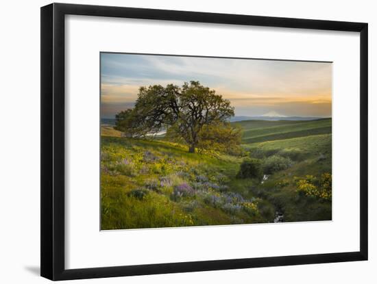 Field of Arrowleaf Balsamroot, Lupine and an Oak Tree at Columbia Hills State Park, Mt. Hood-Gary Luhm-Framed Photographic Print