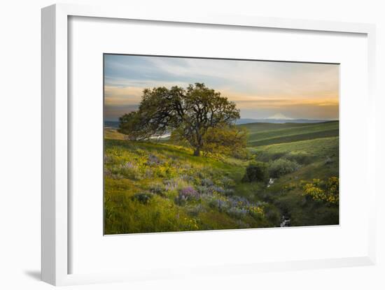 Field of Arrowleaf Balsamroot, Lupine and an Oak Tree at Columbia Hills State Park, Mt. Hood-Gary Luhm-Framed Photographic Print