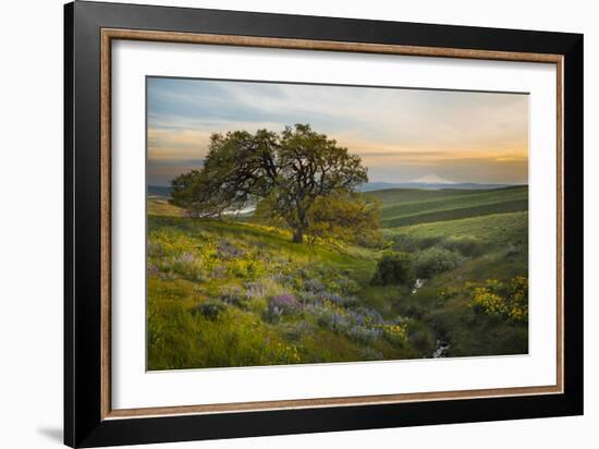 Field of Arrowleaf Balsamroot, Lupine and an Oak Tree at Columbia Hills State Park, Mt. Hood-Gary Luhm-Framed Photographic Print