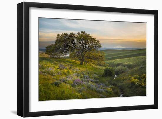 Field of Arrowleaf Balsamroot, Lupine and an Oak Tree at Columbia Hills State Park, Mt. Hood-Gary Luhm-Framed Photographic Print