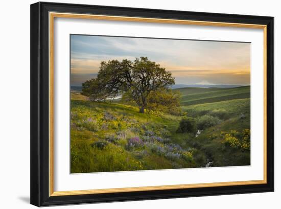 Field of Arrowleaf Balsamroot, Lupine and an Oak Tree at Columbia Hills State Park, Mt. Hood-Gary Luhm-Framed Photographic Print