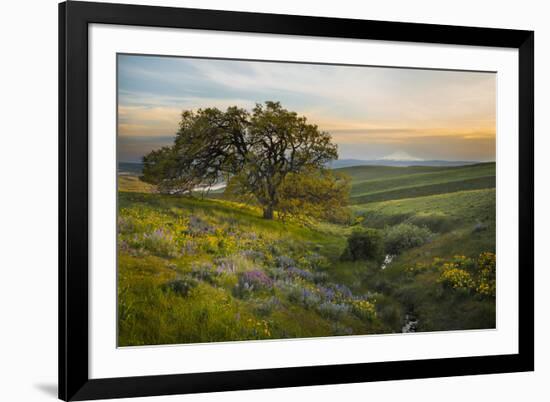 Field of Arrowleaf Balsamroot, Lupine and an Oak Tree at Columbia Hills State Park, Mt. Hood-Gary Luhm-Framed Photographic Print