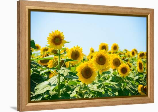 Field of Beautiful Bright Sunflowers against the Blue Sky. Summer Flowers-Maksym Protsenko-Framed Premier Image Canvas