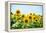 Field of Beautiful Bright Sunflowers against the Blue Sky. Summer Flowers-Maksym Protsenko-Framed Premier Image Canvas