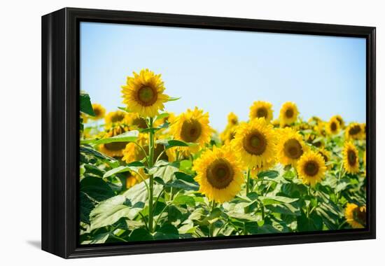 Field of Beautiful Bright Sunflowers against the Blue Sky. Summer Flowers-Maksym Protsenko-Framed Premier Image Canvas
