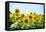 Field of Beautiful Bright Sunflowers against the Blue Sky. Summer Flowers-Maksym Protsenko-Framed Premier Image Canvas