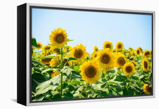 Field of Beautiful Bright Sunflowers against the Blue Sky. Summer Flowers-Maksym Protsenko-Framed Premier Image Canvas