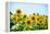 Field of Beautiful Bright Sunflowers against the Blue Sky. Summer Flowers-Maksym Protsenko-Framed Premier Image Canvas