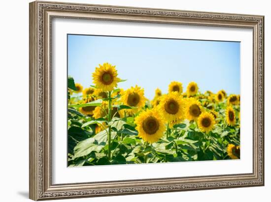 Field of Beautiful Bright Sunflowers against the Blue Sky. Summer Flowers-Maksym Protsenko-Framed Photographic Print