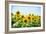 Field of Beautiful Bright Sunflowers against the Blue Sky. Summer Flowers-Maksym Protsenko-Framed Photographic Print