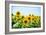 Field of Beautiful Bright Sunflowers against the Blue Sky. Summer Flowers-Maksym Protsenko-Framed Photographic Print