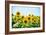 Field of Beautiful Bright Sunflowers against the Blue Sky. Summer Flowers-Maksym Protsenko-Framed Photographic Print