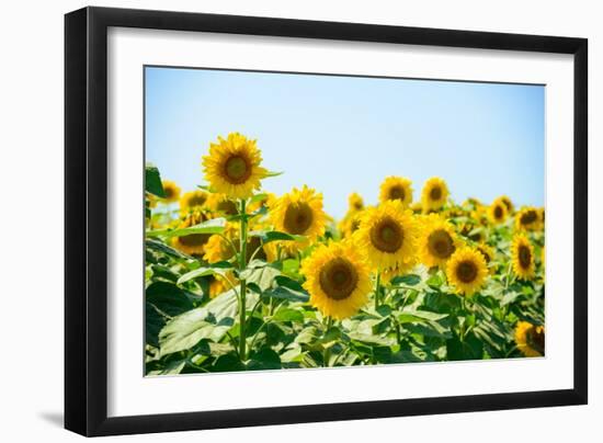 Field of Beautiful Bright Sunflowers against the Blue Sky. Summer Flowers-Maksym Protsenko-Framed Photographic Print