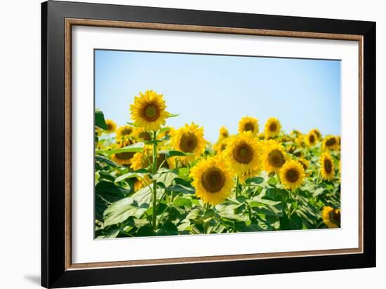 Field of Beautiful Bright Sunflowers against the Blue Sky. Summer Flowers-Maksym Protsenko-Framed Photographic Print