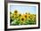 Field of Beautiful Bright Sunflowers against the Blue Sky. Summer Flowers-Maksym Protsenko-Framed Photographic Print