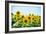 Field of Beautiful Bright Sunflowers against the Blue Sky. Summer Flowers-Maksym Protsenko-Framed Photographic Print