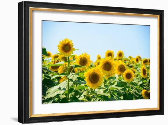 Field of Beautiful Bright Sunflowers against the Blue Sky. Summer Flowers-Maksym Protsenko-Framed Photographic Print