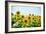 Field of Beautiful Bright Sunflowers against the Blue Sky. Summer Flowers-Maksym Protsenko-Framed Photographic Print